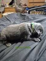 Green male , a male Labrador Retriever for sale in Kimball, MN – Photo 3 of 3