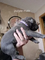 Purple male , a male Labrador Retriever for sale in Kimball, MN – Photo 2 of 3