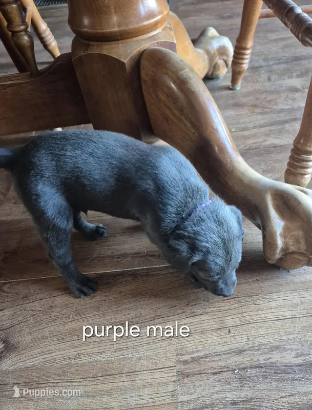 Purple male  – Labrador Retriever puppy for sale in Kimball, MN