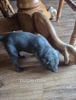Purple male , a male Labrador Retriever for sale in Kimball, MN – 1 of 5