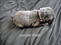 Purple male , a male Labrador Retriever for sale in Kimball, MN – Photo 3 of 3
