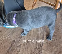 Purple male , a male Labrador Retriever for sale in Kimball, MN – 2 of 5