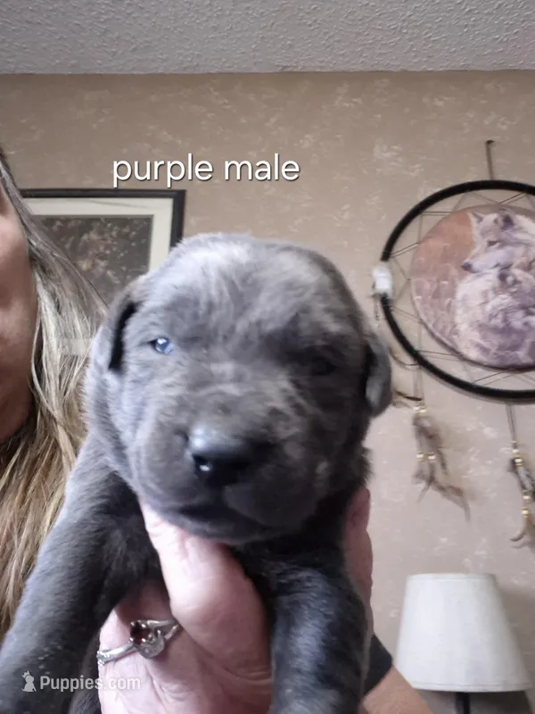 Purple male , a male Labrador Retriever for sale in Kimball, MN – Photo 1 of 3