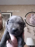 Purple male , a male Labrador Retriever for sale in Kimball, MN – Photo 1 of 3