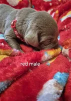 Red silver, a male Labrador Retriever for sale in Kimball, MN – Photo 3 of 6