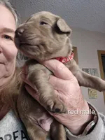 Red silver, a male Labrador Retriever for sale in Kimball, MN – Photo 2 of 6
