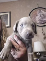 Red silver, a male Labrador Retriever for sale in Kimball, MN – Photo 6 of 6