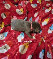 Red silver, a male Labrador Retriever for sale in Kimball, MN – Photo 4 of 6