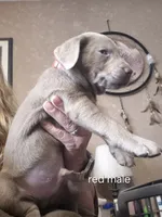 Red silver, a male Labrador Retriever for sale in Kimball, MN – Photo 5 of 6