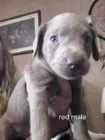 Red silver, a male Labrador Retriever for sale in Kimball, MN – Photo 1 of 6