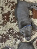 Blue silver, a male Labrador Retriever for sale in Kimball, MN – Photo 6 of 8