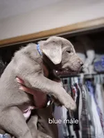 Blue silver, a male Labrador Retriever for sale in Kimball, MN – Photo 7 of 8