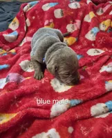 Blue silver, a male Labrador Retriever for sale in Kimball, MN – Photo 3 of 8