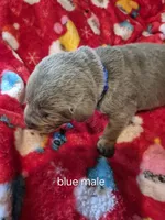 Blue silver, a male Labrador Retriever for sale in Kimball, MN – Photo 4 of 8