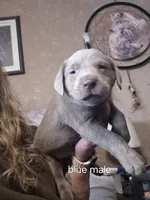 Blue silver, a male Labrador Retriever for sale in Kimball, MN – Photo 1 of 8