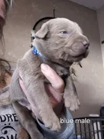 Blue silver, a male Labrador Retriever for sale in Kimball, MN – Photo 2 of 8