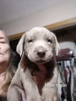 Blue silver, a male Labrador Retriever for sale in Kimball, MN – Photo 8 of 8