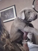 Blue silver, a male Labrador Retriever for sale in Kimball, MN – Photo 5 of 8