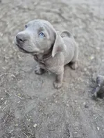 Blue silver, a male Labrador Retriever for sale in Kimball, MN – Photo 7 of 8