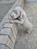 Blue silver, a male Labrador Retriever for sale in Kimball, MN – Photo 6 of 8