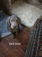 Blue silver, a male Labrador Retriever for sale in Kimball, MN – Photo 2 of 8