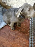 Blue silver, a male Labrador Retriever for sale in Kimball, MN – Photo 1 of 8