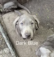 Blue silver, a male Labrador Retriever for sale in Kimball, MN – Photo 4 of 8