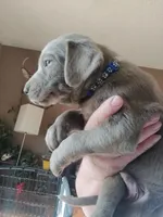 Blue silver, a male Labrador Retriever for sale in Kimball, MN – Photo 8 of 8