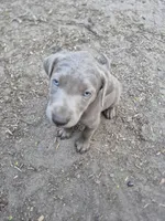 Blue silver, a male Labrador Retriever for sale in Kimball, MN – Photo 3 of 8