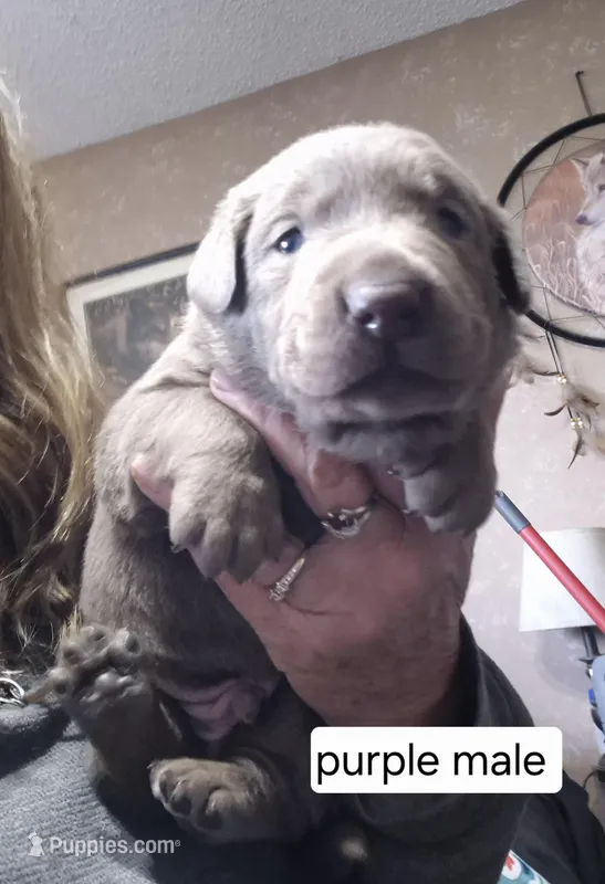 Purple, a male Labrador Retriever for sale in Kimball, MN – Photo 1 of 3