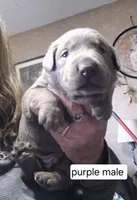 Purple, a male Labrador Retriever for sale in Kimball, MN – Photo 1 of 3