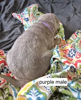 Purple, a male Labrador Retriever for sale in Kimball, MN – Photo 3 of 3