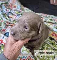 Purple, a male Labrador Retriever for sale in Kimball, MN – Photo 2 of 3