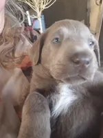 Light green, a female Labrador Retriever for sale in Kimball, MN – Photo 3 of 8