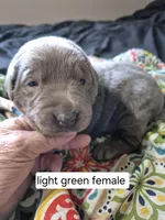 Light green, a female Labrador Retriever for sale in Kimball, MN – Photo 6 of 8