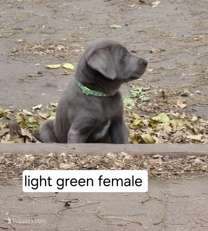 Light green, a female Labrador Retriever for sale in Kimball, MN – Photo 1 of 8