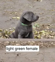 Light green, a female Labrador Retriever for sale in Kimball, MN – Photo 1 of 8