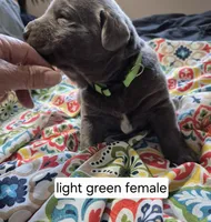 Light green, a female Labrador Retriever for sale in Kimball, MN – Photo 5 of 8