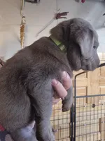 Light green, a female Labrador Retriever for sale in Kimball, MN – Photo 7 of 8