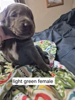 Light green, a female Labrador Retriever for sale in Kimball, MN – Photo 8 of 8