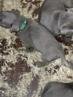 Green silver, a male Labrador Retriever for sale in Kimball, MN – Photo 8 of 10