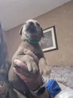 Green silver, a male Labrador Retriever for sale in Kimball, MN – Photo 6 of 10