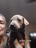 Green silver, a male Labrador Retriever for sale in Kimball, MN – Photo 10 of 10