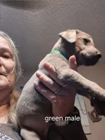 Green silver, a male Labrador Retriever for sale in Kimball, MN – Photo 9 of 10