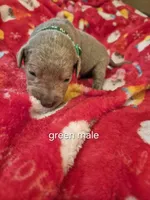 Green silver, a male Labrador Retriever for sale in Kimball, MN – Photo 7 of 10