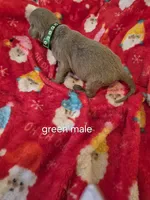 Green silver, a male Labrador Retriever for sale in Kimball, MN – Photo 5 of 10