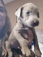 Green silver, a male Labrador Retriever for sale in Kimball, MN – Photo 3 of 10