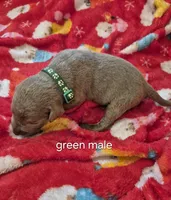 Green silver, a male Labrador Retriever for sale in Kimball, MN – Photo 4 of 10