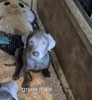 Green silver, a male Labrador Retriever for sale in Kimball, MN – Photo 2 of 10