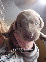 Light blue silver, a male Labrador Retriever for sale in Kimball, MN – Photo 2 of 6